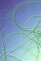 spirulina